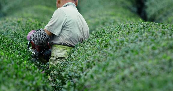 4k升格拍摄农民修剪茶园茶林素材