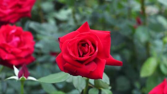 花园里长着红玫瑰花视频素材模板下载
