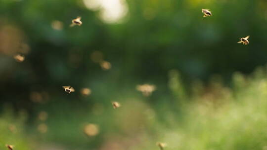 养蜂场里飞舞蜜蜂慢镜头
