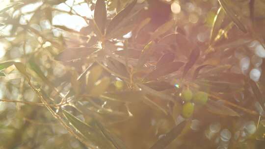 透过树叶的阳光 阳光透过树叶视频素材模板下载