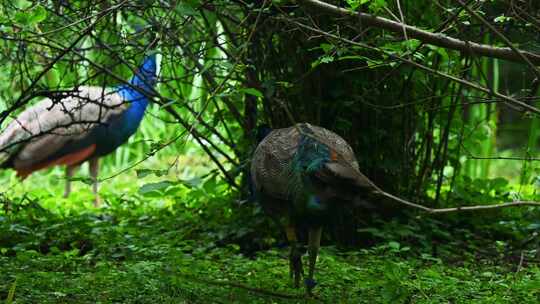 丛林中漫步的孔雀