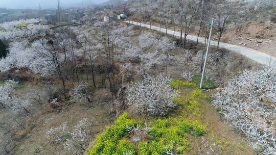 杏花节日满山遍野梯田鸠山闵庄