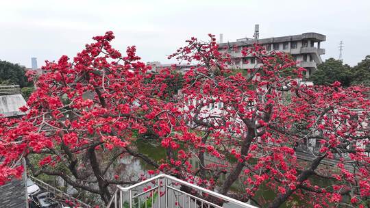 中国广东省广州市海珠区黄埔村木棉花