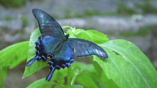 特写一只蓝色蝴蝶坐在花上拍打翅膀。