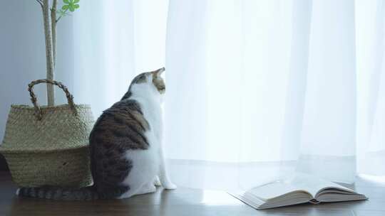 夏天窗边的猫咪视频素材模板下载