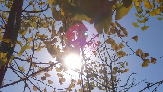 秋天里银杏树树叶