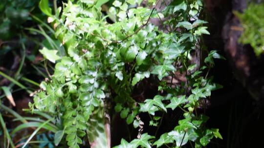 【镜头合集】藤蔓爬山虎热带植物叶片叶子