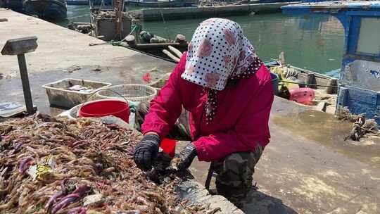 烟台大黑山岛，码头上渔民打渔归来海鲜收获