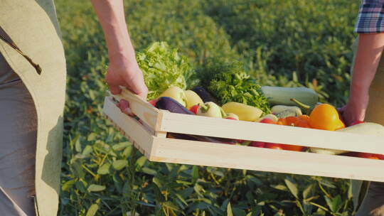 农民在摘取蔬菜