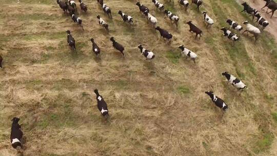 田野上奔跑的牛群视频素材模板下载