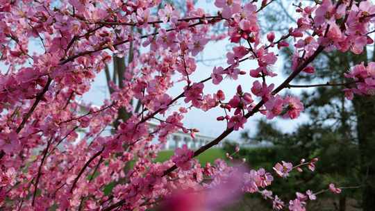 【成组镜头】春天盛开在阳光下的桃花