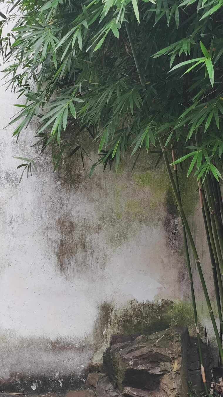 园里一角的竹子