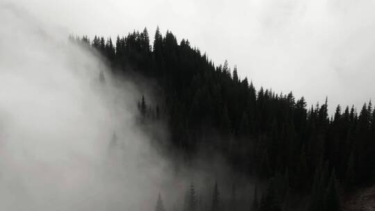被云雾覆盖的森林