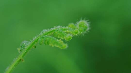 绿色植物绿叶清新