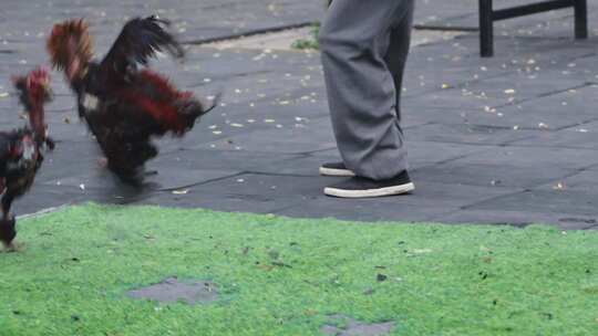 传统民俗斗鸡表演