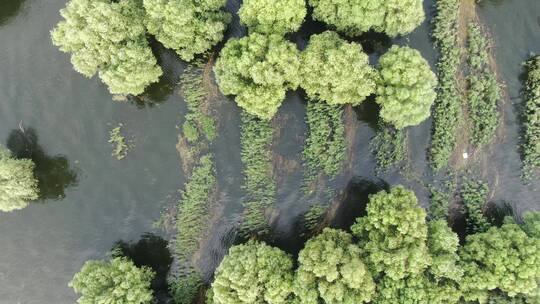 4K 航拍 水上 森林 植物