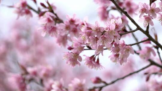 樱花树春天大自然自然开放盛开绽放