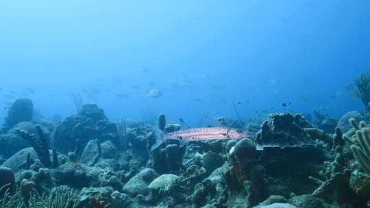 加勒比海，梭鱼，鱼，海洋