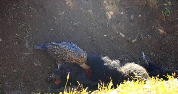 青藏高原青海秃鹫神鹰猛禽近距离抢食视频素材模板下载