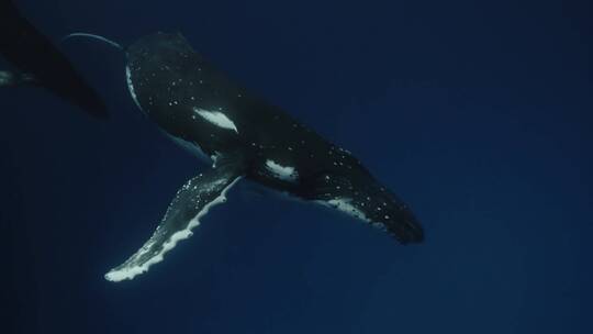 正在潜水的座头鲸