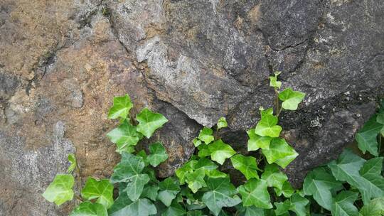 实拍小花小草植物