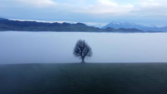 迷雾中孤独一棵树