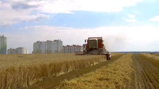 收割成熟小麦
