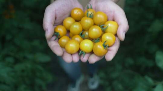 丰收采摘西红柿