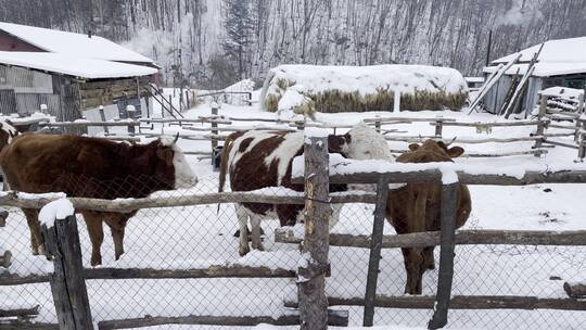 中国东北雪村牦牛圈