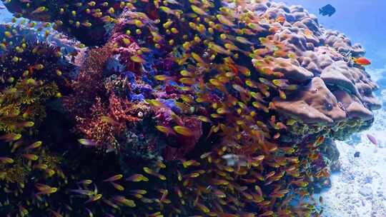 4K海底世界、鱼群、金鱼、彩色鱼