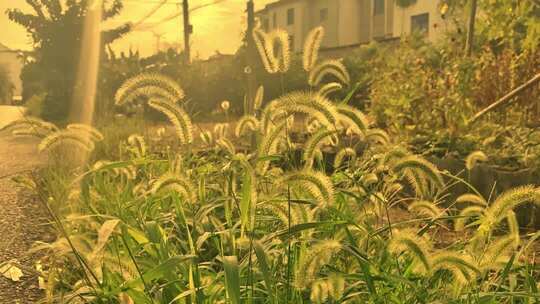 夕阳下的狗尾巴草在微风中轻舞