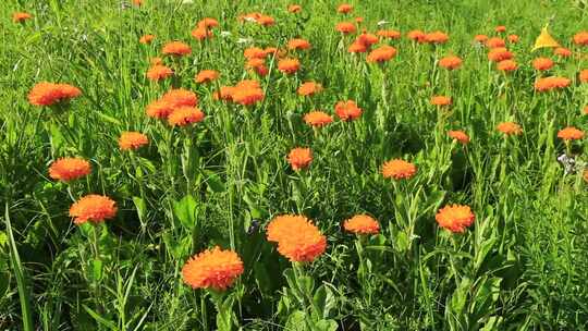 大兴安岭野花猫儿菊黄花