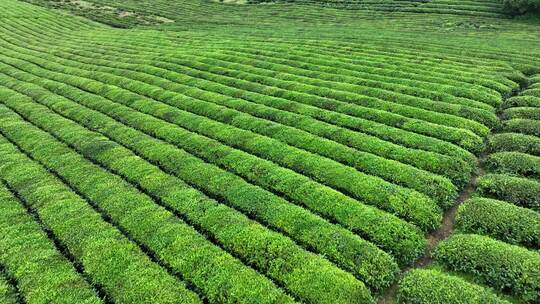 贵州省遵义市湄潭县永兴镇万亩茶园绿意葱葱