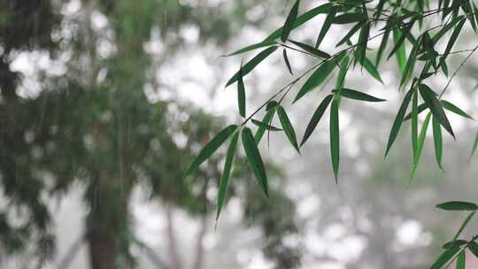 禅修禅意风景意境素材视频素材模板下载