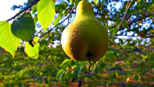 枝头带水珠的梨子特写