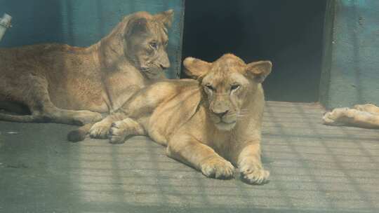 郴州东湖动物园威严的母狮子