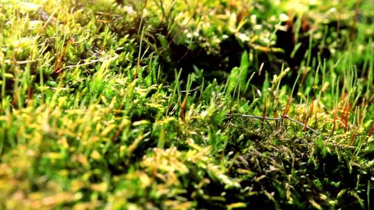 覆盖在森林地面上的苔藓