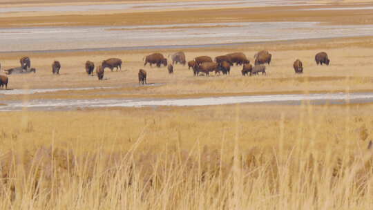 犹他州羚羊岛盐湖岸边的一大群美洲野牛或水牛