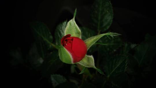 红玫瑰的开花延时摄影