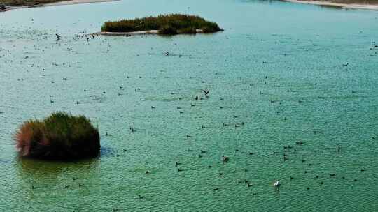 乌伦古湖的候鸟群