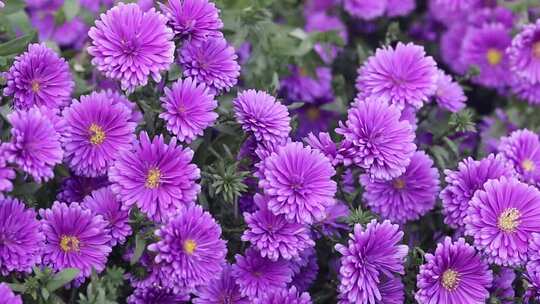 绽放的紫色花朵