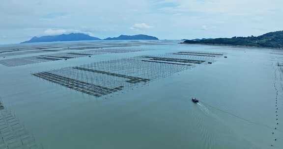 霞浦福建潮间带紫菜养殖0118