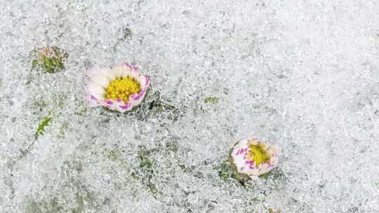 冰雪融化露出美丽花朵视频素材模板下载