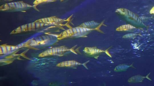 水下鱼群海洋鱼类海底世界视频素材模板下载