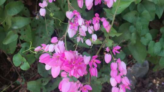 花朵花瓣蜜蜂采蜜