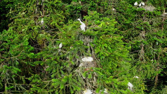 树林中的白鹭雏鸟视频素材模板下载