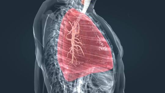 医学人体器官肺呼吸肺活量深呼吸三维动画