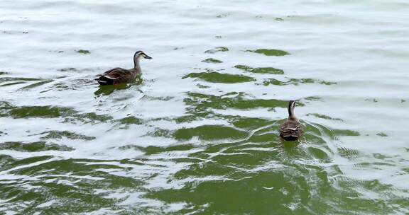海珠湖两只游水的斑头鸭