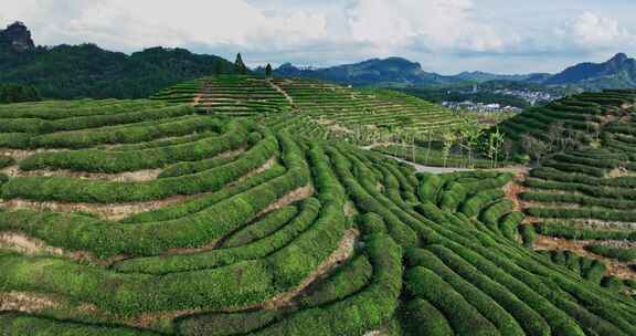 武夷山核心产区茶园星村镇岩茶福建0430