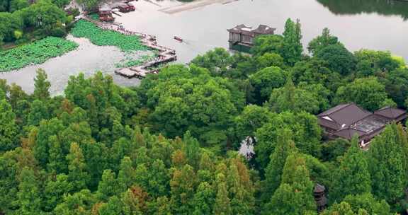 杭州西湖十景曲院风荷夏日风光合集